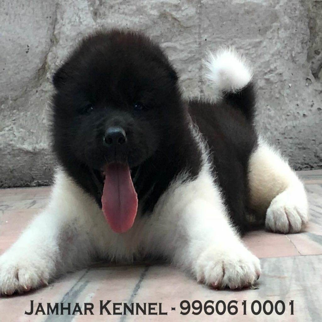 Akita Puppy For Sale-Dog Breeder in Kothrud, Pune
