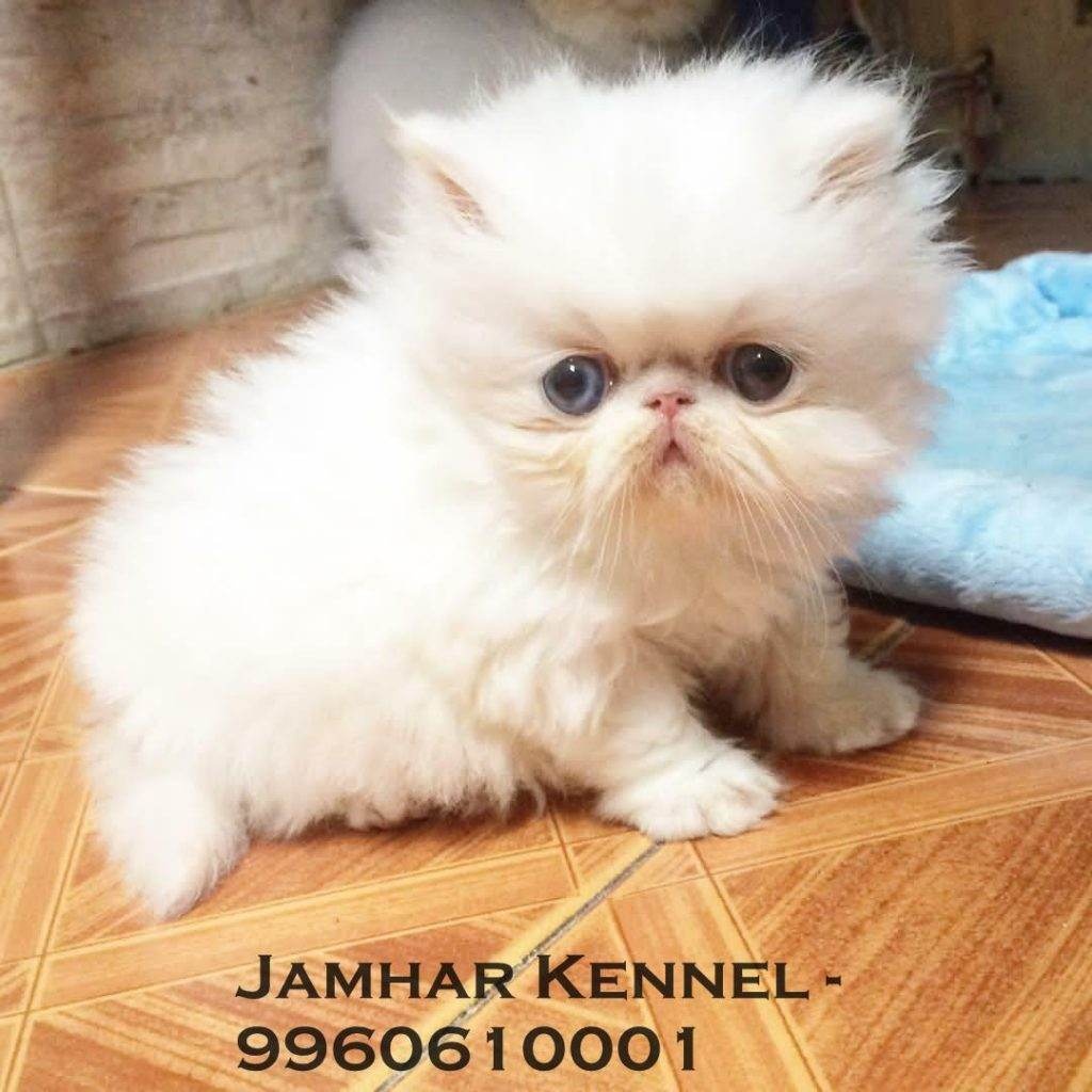 Extreme Punch Face Persian Kitten for Sale in Kothrud, Pune -Pet Shop, Cat Breeder in Kothrud