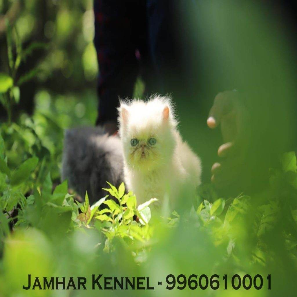 Full Punch Face Persian Kitten for Sale in Kothrud, Pune-Pet Shop, Cat Breeder in Kothrud 3