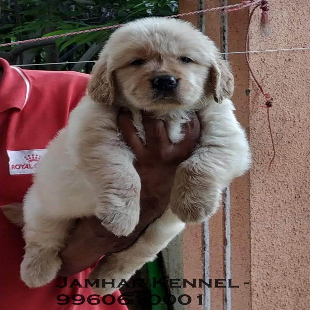 Show Quality Golden Retriever healthy Puppy for Sale in Kothrud, Pune-Pet Shop, Dog Breeder in Kothrud