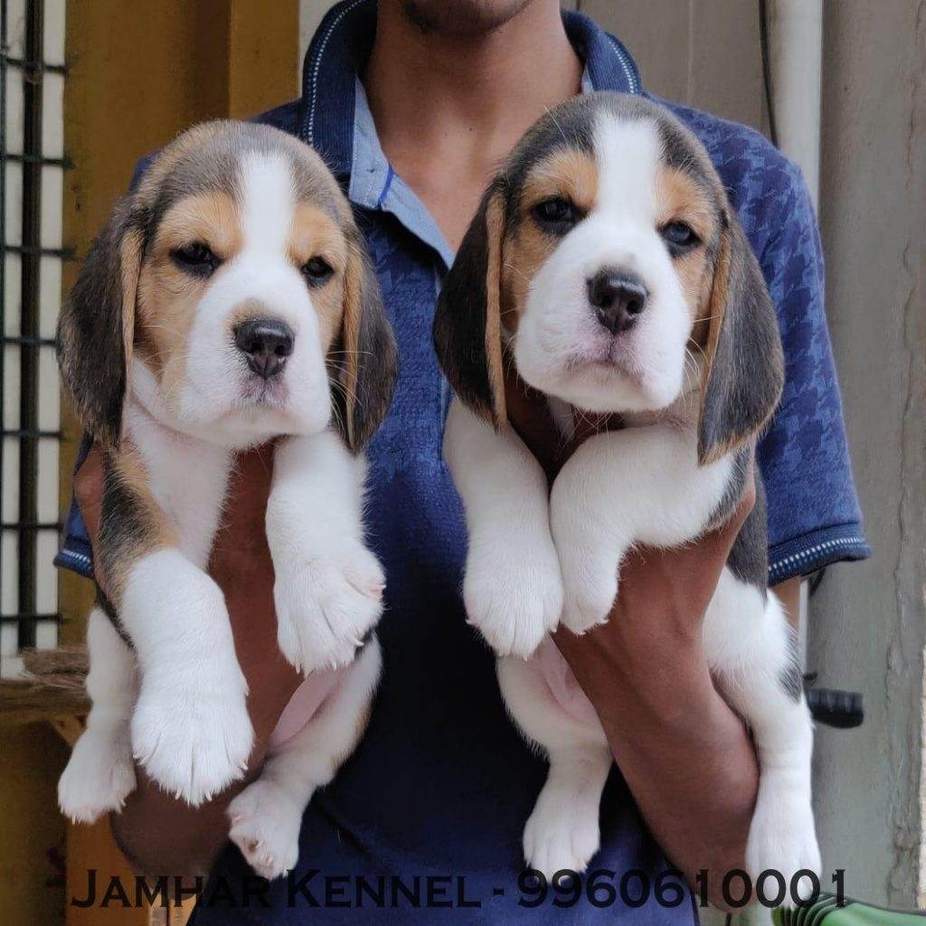 Healthy Beagle Puppies For Sale-Dog Breeder in Kothrud, Deccan Pune