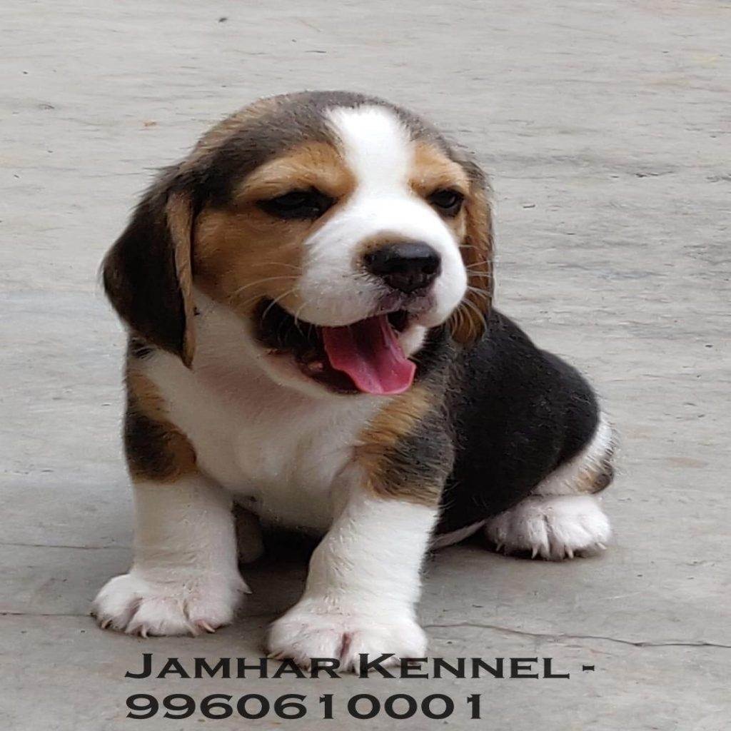 Healthy Beagle Puppies For Sale-Dog Breeder in Kothrud, Pune