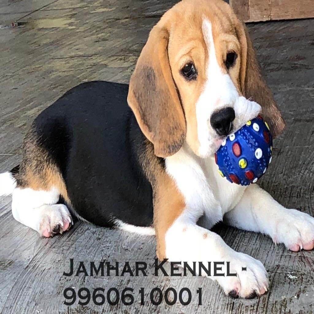 Healthy Beagle Puppies For Sale-Dog Breeder in Kothrud, Deccan Pune