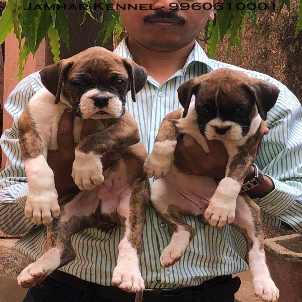 Healthy Boxer Puppies For Sale-Dog Breeder in Kothrud, Deccan Pune