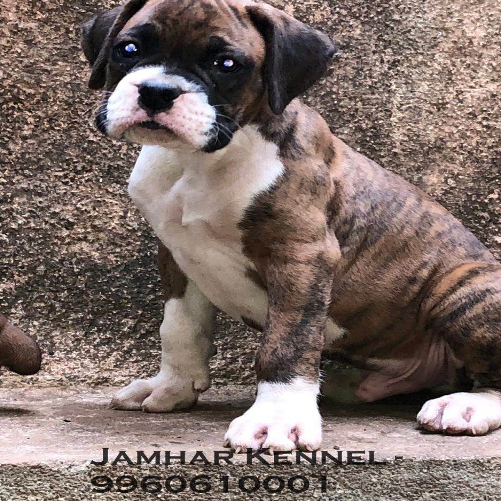 Healthy Boxer Puppy For Sale-Dog Breeder in Kothrud, Deccan Pune