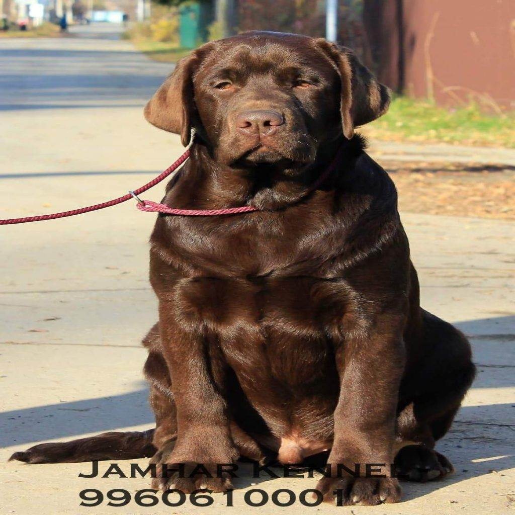 Healthy Labrador Available for Sale - Dog Breeder in Kothrud, Deccan