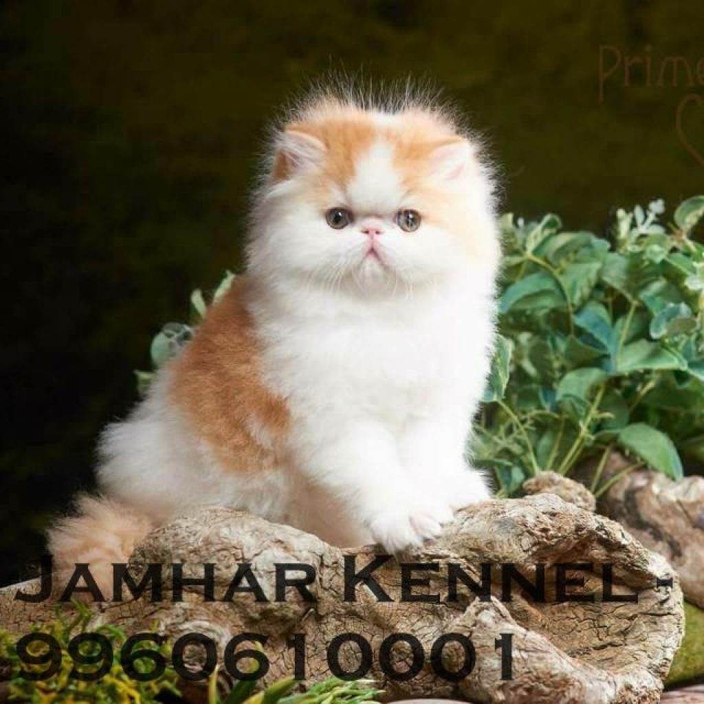 Persian Kitten for Sale in Kothrud, Pune-Pet Shop, Cat Breeder in Kothrud