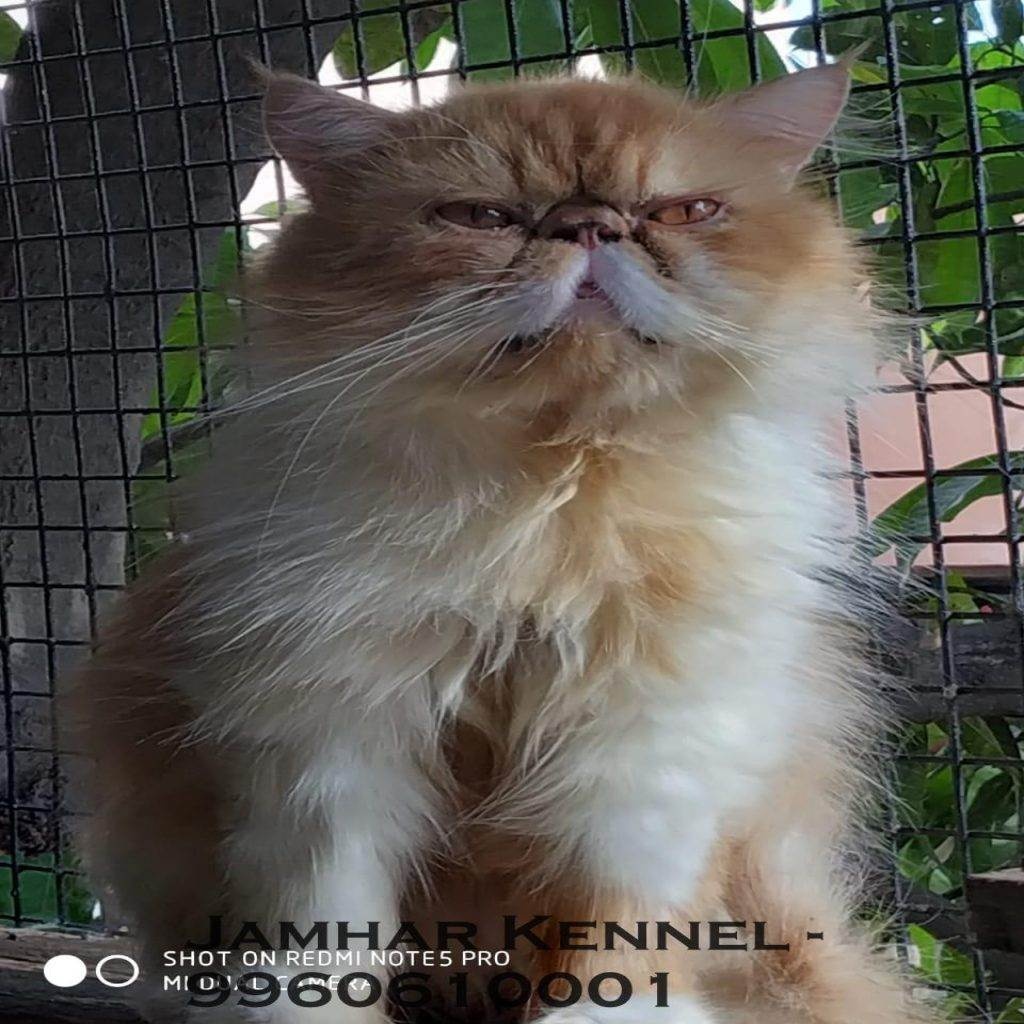 Punch Face Persian Kitten for Sale in Kothrud, Pune -Pet Shop, Cat Breeder in Kothrud2