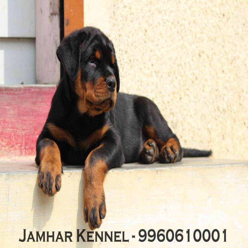 Rottweiler Puppy For Sale-Dog Breeder in Kothrud, Pune