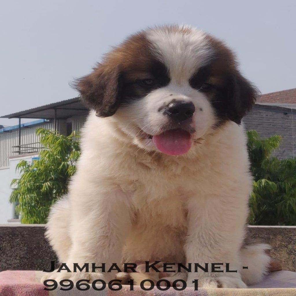 Saint Bernard Puppy for sale in Kothrud-2