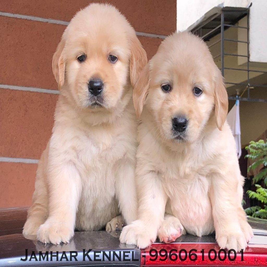 Show Quality Golden Retriever Puppies for Sale in kothrud, DeccanPune-Pet Shop, Dog Breeder in kothrud, Deccan