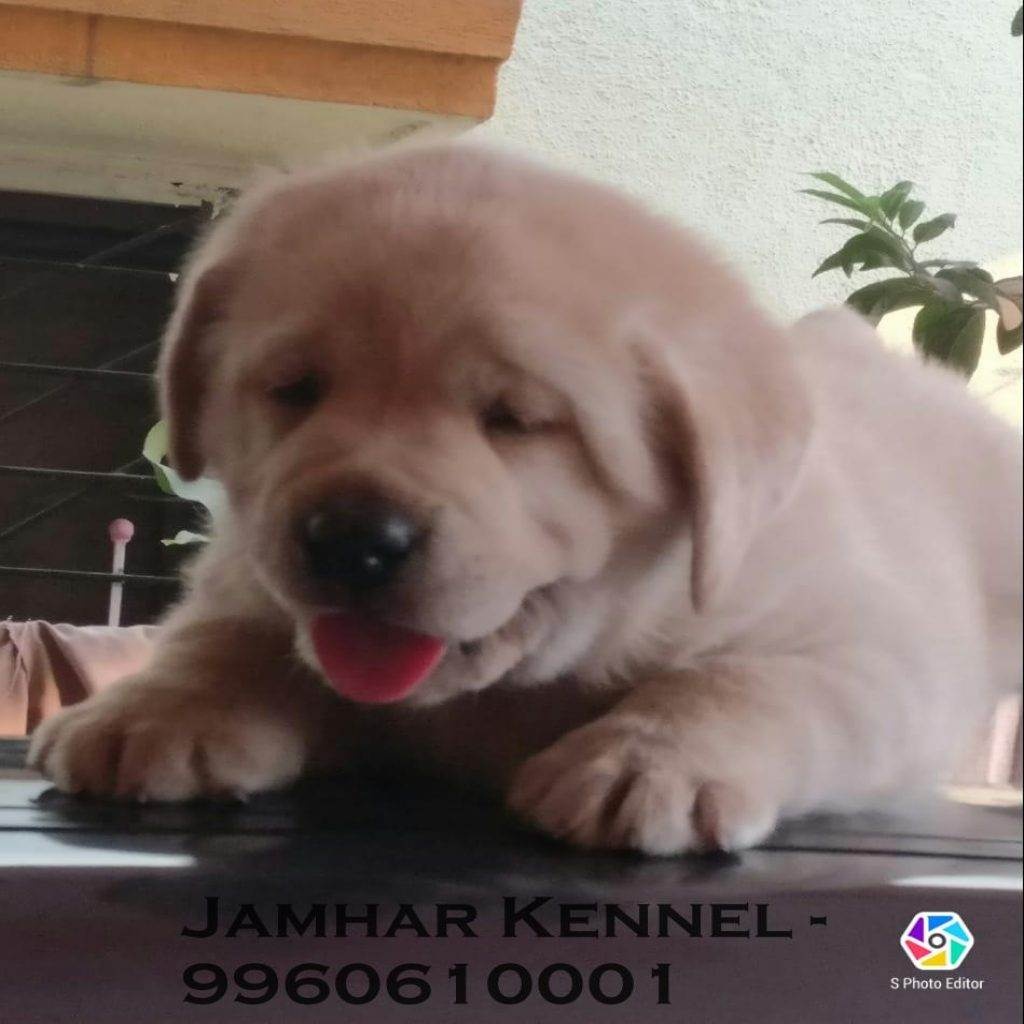 Show Quality Golden Retriever Puppy for Sale in Kothrud, Deccan Pune-Pet Shop, Dog Breeder in Kothrud 14