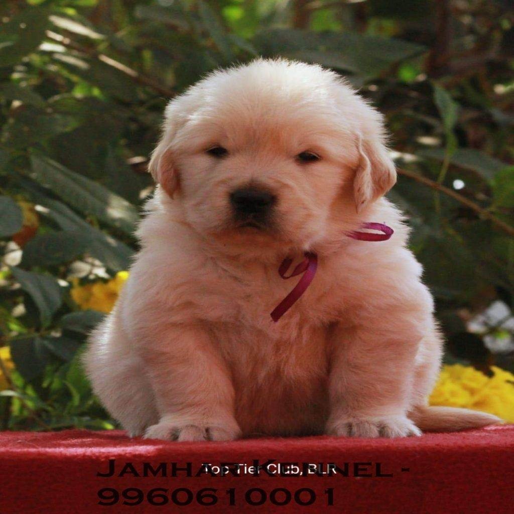 Show Quality Golden Retriever Puppies for Sale in kothrud, Pune-Pet Shop, Dog Breeder in kothrud
