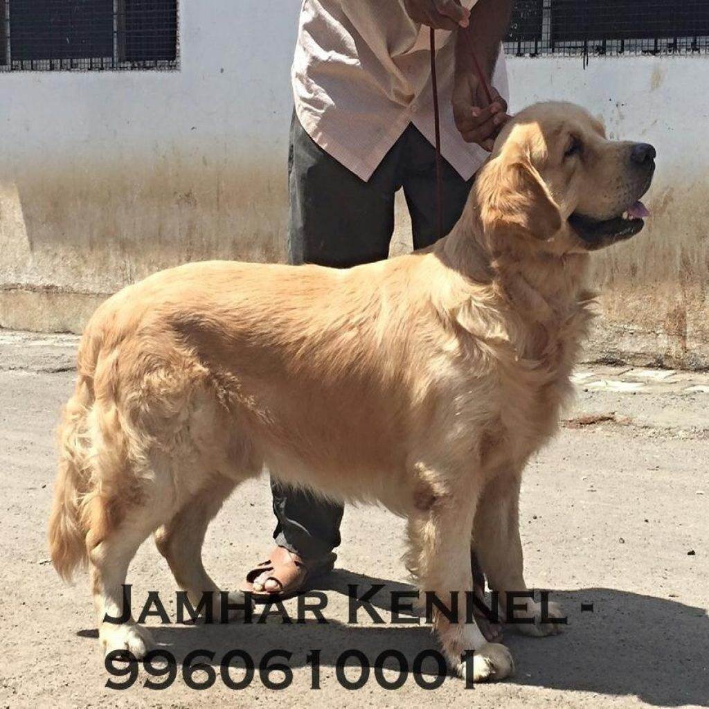 Show Quality Golden Retriever for Sale in Kothrud, Pune-Pet Shop, Dog Breeder in Kothrud