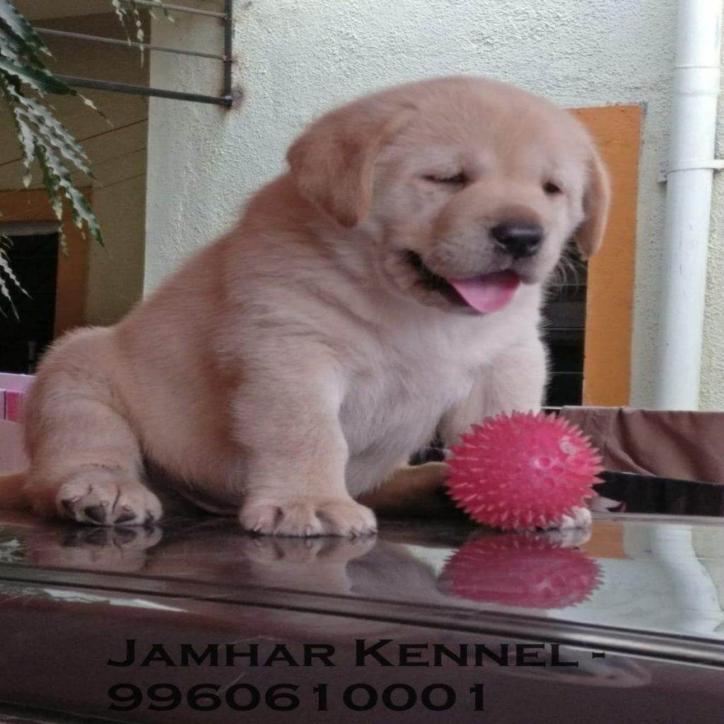 Show Quality Golden Retriever healthy Puppy for Sale in Kothurd, Pune-Pet Shop, Dog Breeder in Kothrud, Deccan