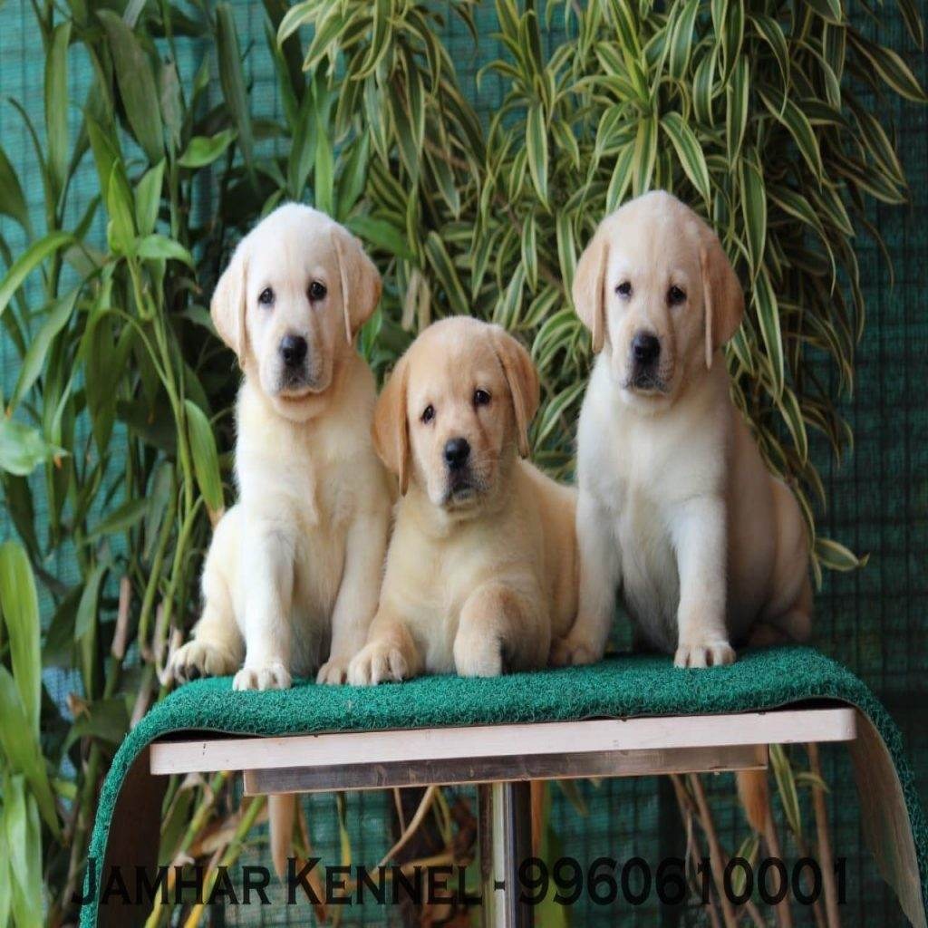 Show Quality Labrador Puppies for Sale in Kothrud,, Pune-Pet Shop, Dog Breeder in kothrud